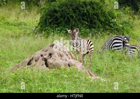Zebras in the brush Stock Photo