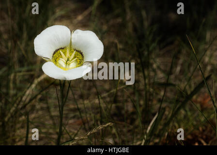 Sego Lily blooms in Rocky Mountain Foothills near Boulder, CO Stock Photo