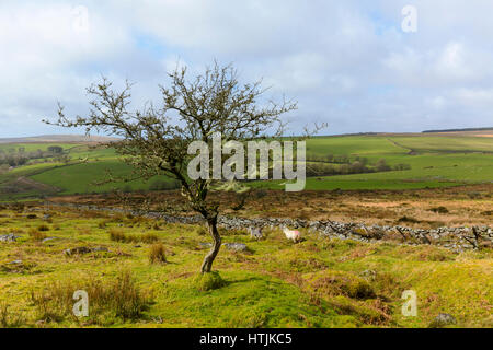 Lone tree near Stowes Hill on Bodmin Moor Stock Photo