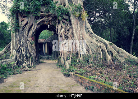 Amazing old tree with big root at ancient temple, Quang Ngai, Vietnam, impression root make gate for entrance Stock Photo