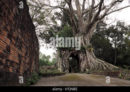 Amazing old tree with big root at ancient temple, Quang Ngai, Vietnam, impression root make gate for entrance Stock Photo