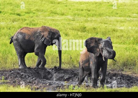 Small elephants playing in the watering hole South Africa Stock Photo