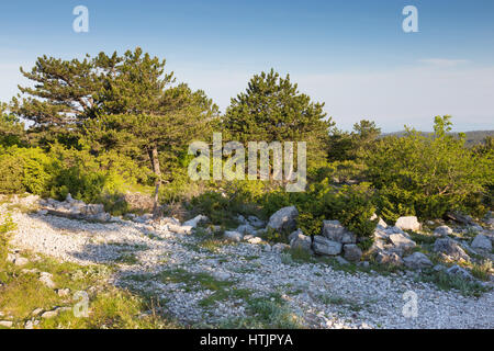 Mount Vidova Gora. Mediterranean vegetation, trees. Island Brac. Croatia. Europe. Stock Photo