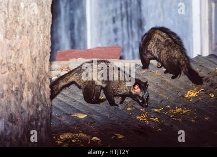 Common Palm Civet or Toddy Cat, on corrugated metal roof in Bharatpur town, (Paradoxurus hermaphroditus), Rajasthan, India Stock Photo