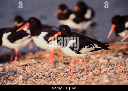 Eurasian Oystercatcher or Common Pied Oystercatcher, (Haematopus ostralegus), Snettisham RSPB Reserve, Norfolk, United Kingdom, British Isles Stock Photo