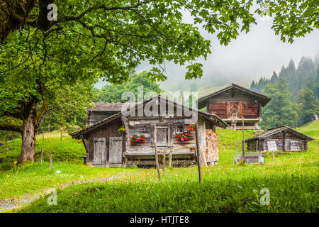 Scenic view of traditional old wooden mountain chalets in the Alps with fresh green mountain pastures, trees and mystic fog on a cloudy day in summer Stock Photo