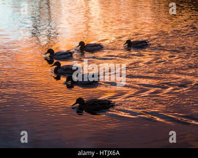 Ducks swimming on a lake reflecting a sunset Stock Photo