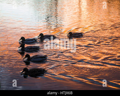 Ducks swimming on a lake reflecting a sunset Stock Photo