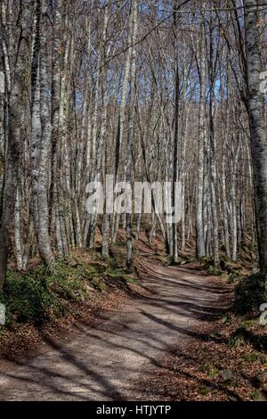 View of La Fageda den Jorda, a forest of beech trees, in the Garrotxa Volcanic Zone Natural Park, in Olot, Spain Stock Photo