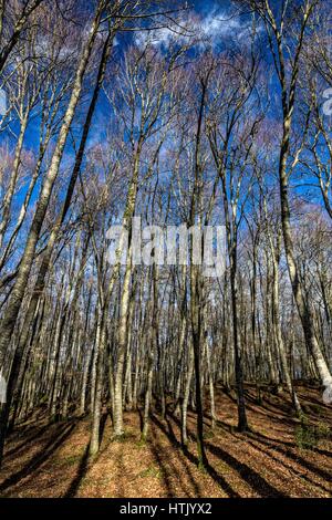 View of La Fageda den Jorda, a forest of beech trees, in the Garrotxa Volcanic Zone Natural Park, in Olot, Spain Stock Photo
