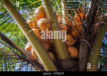 fresh coconuts weigh on the palm tree . Stock Photo