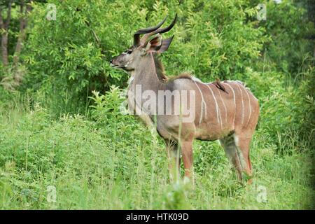 Kudu in the brush Stock Photo