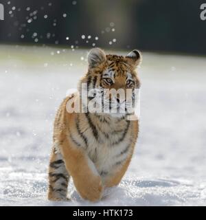Siberian tiger (Panthera tigris altaica) juvenile running in snow, captive, Moravia, Czech Republic Stock Photo