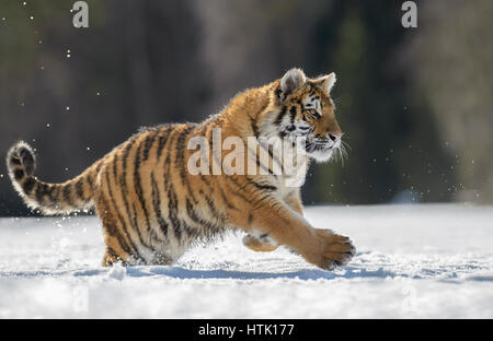 Siberian tiger (Panthera tigris altaica) juvenile running in snow, captive, Moravia, Czech Republic