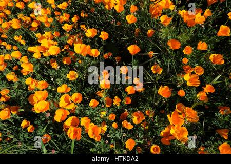 Chino Hills, California, USA. 12th Mar, 2017. With the wettest winter California has seen in years, wild flowers are blooming across the south land including Chino Hills, foothills of the Santa Ana Mountains, where a carpet of orange poppies have sprung up in the now lush green state park. The poppy is the California state flower. Chino Hills State Park, a natural open-space area in the hills of Santa Ana Canyon near Riverside, is a critical link in the Puente-Chino Hills biological corridor. It encompasses stands of oaks, sycamores and rolling, grassy hills that stretch nearly 31 miles, from Stock Photo