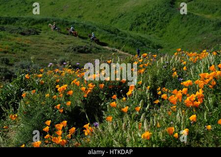 Chino Hills, California, USA. 12th Mar, 2017. With the wettest winter California has seen in years, wild flowers are blooming across the south land including Chino Hills, foothills of the Santa Ana Mountains, where a carpet of orange poppies have sprung up in the now lush green state park. The poppy is the California state flower. Chino Hills State Park, a natural open-space area in the hills of Santa Ana Canyon near Riverside, is a critical link in the Puente-Chino Hills biological corridor. It encompasses stands of oaks, sycamores and rolling, grassy hills that stretch nearly 31 miles, from Stock Photo