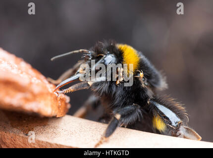 Teesdale, County Durham. 13th Mar, 2017. UK Weather. The warm spring weather has brought hibernating Queen Bumble Bees out of hibernation in northern England. This one is carrying mites which unlike those that affect honey bees are usually harmless. The changeable nature of spring often means some queen bees become cold and exhausted, but like this one can be revived using a 50% solution of sugar and warm water. Credit: David Forster/Alamy Live News Stock Photo