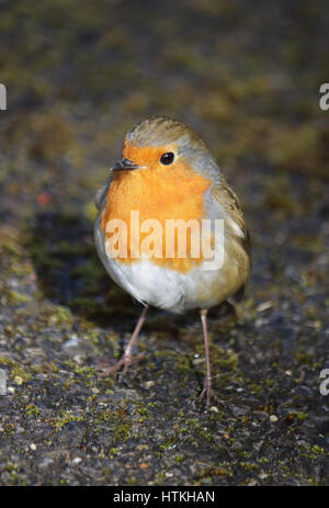 Hampton Court, London, UK. 13th March 2017. UK Weather. Robin redbreast in the spring sunshine at Hampton Court Palace gardens in south west London. Credit: Julia Gavin UK/Alamy Live News Stock Photo