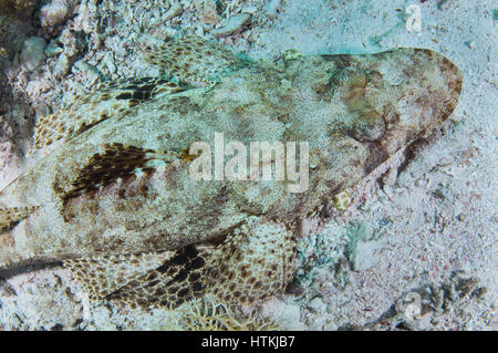 Red Sea, Egypt. 7th June, 2016. Portrait of Tentacled flathead or Crocodilefish (Papilloculiceps longiceps), Red sea, Sharm El Sheikh, Sinai Peninsula, Egypt Credit: Andrey Nekrasov/ZUMA Wire/ZUMAPRESS.com/Alamy Live News