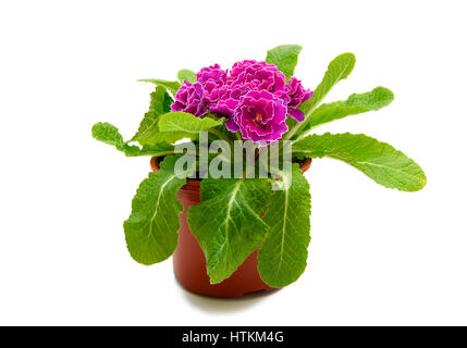 Pink primula flower in flowerpot isolated on white background Stock Photo