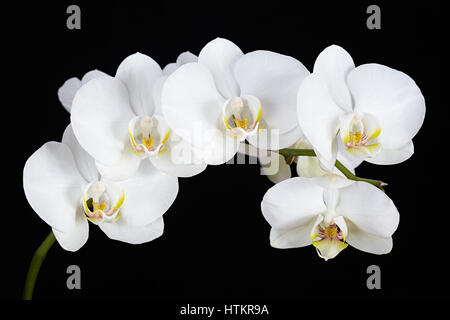 The branch of white orchid on a black background Stock Photo