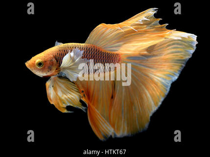 Yellow golden Colorful  waver of Betta Saimese fighting fish  beauty and freedom in black background photo with studio flash lighting. Stock Photo