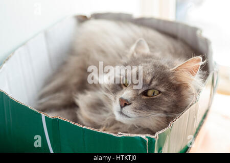 Female Norwegian Forest Cat relaxing close to sleeping in cardboard box  Model Release: No.  Property Release: No. Stock Photo