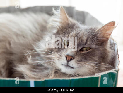 Female Norwegian Forest Cat relaxing close to sleeping in cardboard box  Model Release: No.  Property Release: No. Stock Photo