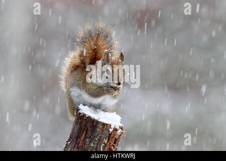 A little red squirrel eating food in a snowstorm Stock Photo