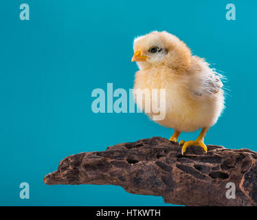 Cute little newborn chicken on blue background, standing on wood. Newly hatched chick on a chicken farm. Stock Photo