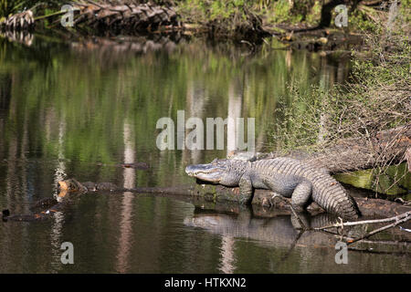 Large American alligator suns itself resting on a log by a pond in Florida. Stock Photo
