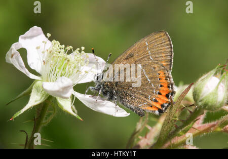 A side view of a Black Hairstreak Butterfly (Satyrium pruni) perched on a blackberry flower nectaring, with its wings closed. Stock Photo