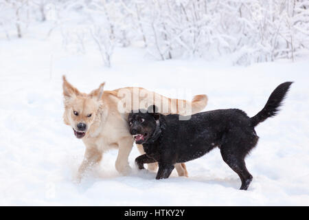 Two large dogs play fighting outdoors in snow  Model Release: No.  Property Release: Yes (black dog). Stock Photo