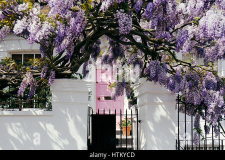 Blossoming wisteria tree covering up a house on a bright sunny day in London Stock Photo