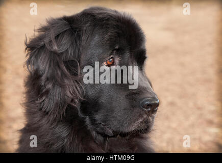 extra large black newfoundland dog profile view headshot on dried grass looking to her left Stock Photo