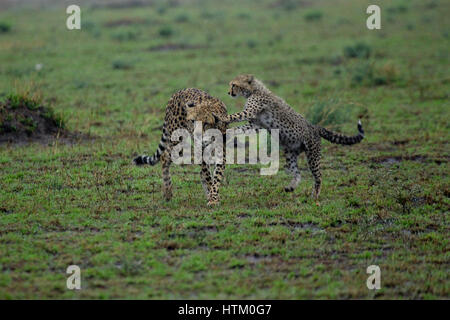 Cheetah (Acinonyx jubatus) mother and cub playing in the rain, Masai Mara National Reserve, Kenya, East Africa Stock Photo