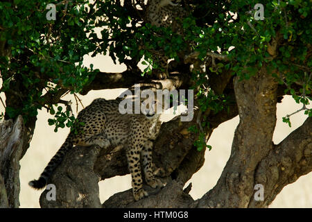 Cheetah (Acinonyx jubatus) cub up in a tree, Masai Mara National Reserve, Kenya, East Africa Stock Photo