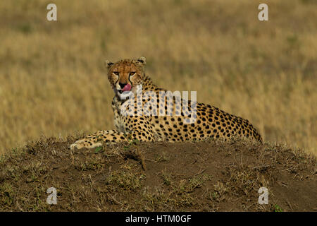 Cheetah (Acinonyx jubatus) resting on a dirt mound, Masai Mara National Reserve, Kenya, East Africa Stock Photo