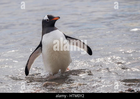 Gentoo penguin, Pygoscelis papua, Neko Harbour, Palmer Archipelago, Antarctic Peninsula, Antarctica Stock Photo