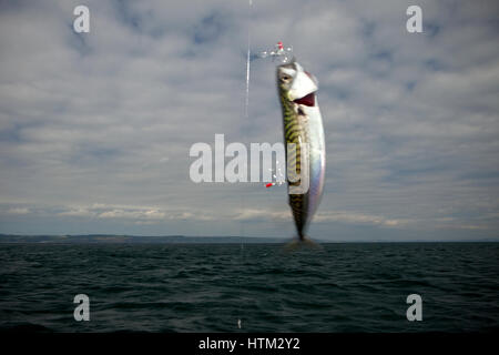 Fresh mackerel caught on rod and line Stock Photo - Alamy