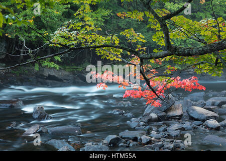 Autumn colours along the Oxtongue River, Oxtongue Rapids Park, Ontario, Canada Stock Photo