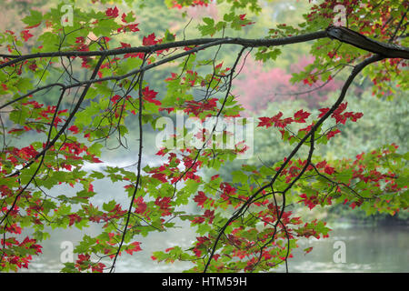 Autumn colours, Oxtongue Rapids, Muskoka, Ontario, Canada Stock Photo