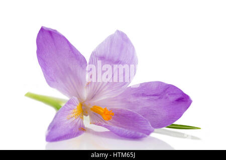 crocus flowers isolated on white background Stock Photo