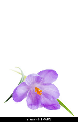 crocus flowers isolated on white background Stock Photo