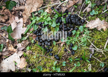 A newly laid hedge, hedge laying is a way of making a good strong barrier to keep your livestock in the field Stock Photo