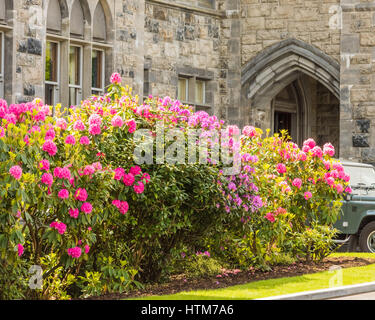 Colourful flowers on a sunny day at Ashford Castle near Cong, Co. Mayo Stock Photo