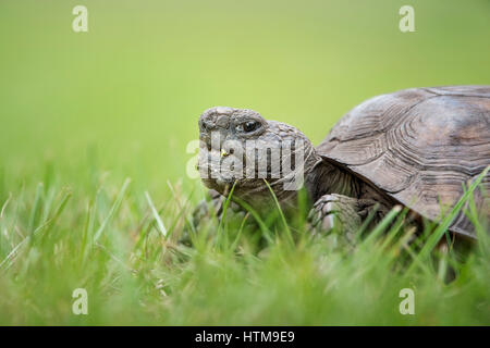 A close up ground level portrait of a Gopher Tortoise walking in bright green grass. Stock Photo