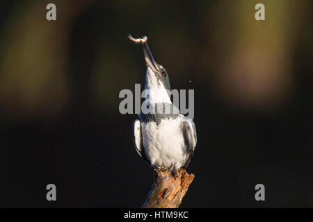 A Belted Kingfisher perches on a branch in the early morning sun with a minnow in its beak against a dark background.