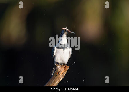 A Belted Kingfisher perches on a branch in the early morning sun with a minnow in its beak against a dark background. Stock Photo