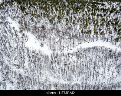 Forest in Laponia Area,  Stora Sjofallet National Park, Lapland, Sweden. Stock Photo